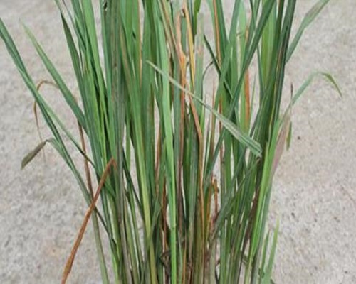 水稻細(xì)菌性褐條病 水稻細(xì)菌性褐條病