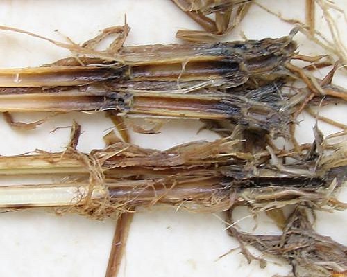 水稻細菌性基腐病
