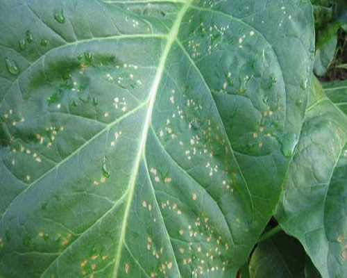 煙草斑點病