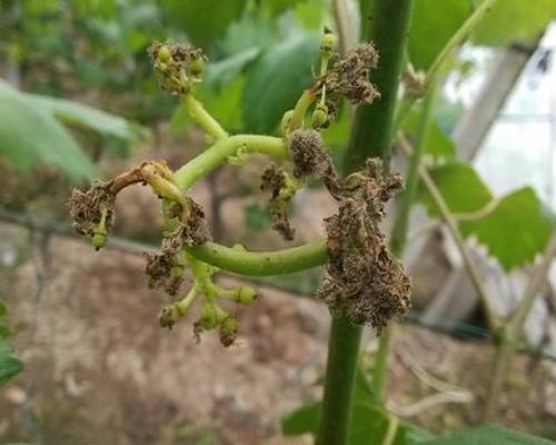 葡萄灰霉病，水溶性肥料