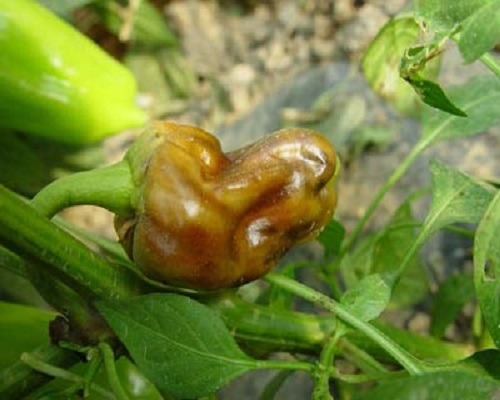 辣椒軟腐病,水溶肥價格