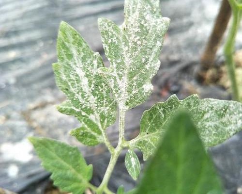 番茄白粉病,沖施肥與水溶肥的區(qū)別