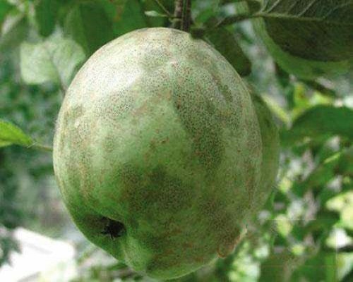 番茄煤污病,大量元素水溶肥標(biāo)準(zhǔn) 番茄煤污病,大量元素水溶肥標(biāo)準(zhǔn)