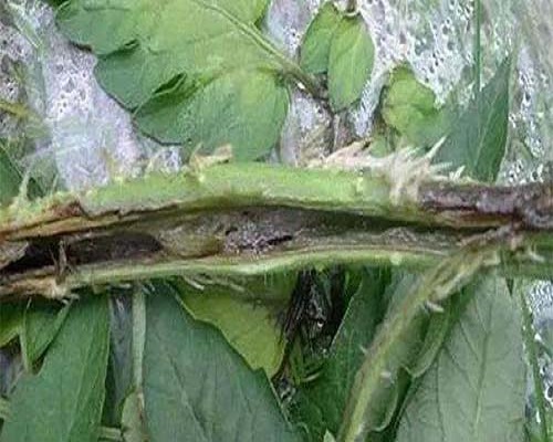番茄潰瘍病,水溶肥料價(jià)格