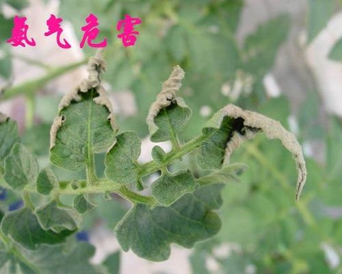 番茄氨氣為害,番茄專用葉面肥
