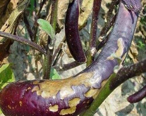 茄子綿疫病,葉面肥噴施注意事項(xiàng)