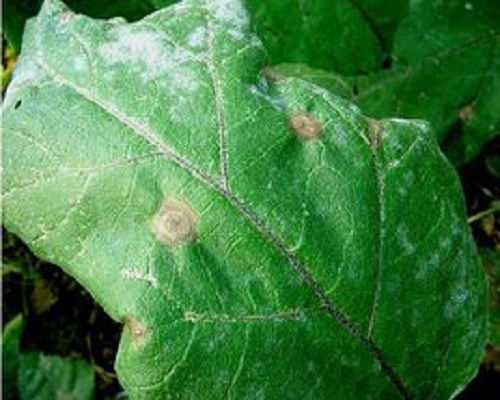 茄子褐紋病,水溶性肥料價(jià)格