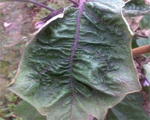 茄子病毒病,有機水溶肥 茄子病毒病,有機水溶肥