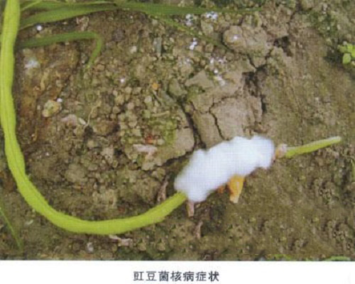 豇豆菌核病,水溶肥批發(fā)市場價格