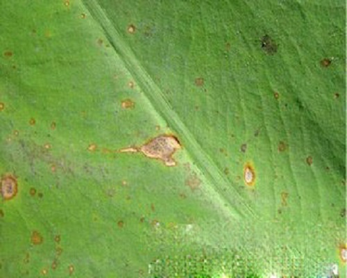 芋細(xì)菌性斑點病,葉面肥價格