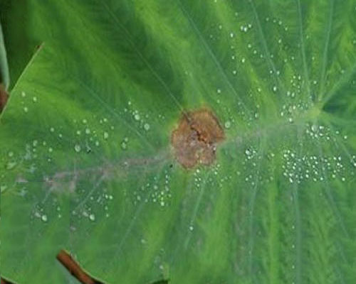 芋細(xì)菌性斑點病,蔬菜沖施肥