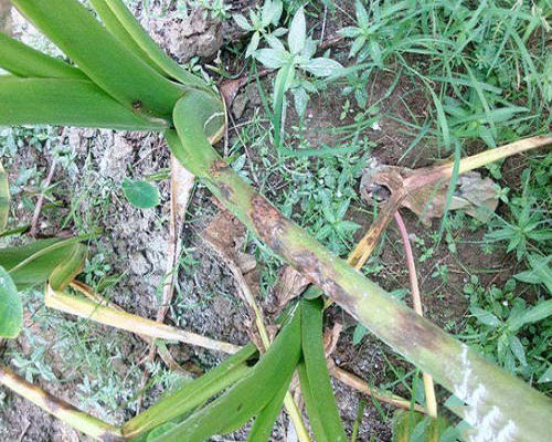 芋細(xì)菌性斑點病,水溶肥廠家供應(yīng)水溶肥 芋細(xì)菌性斑點病,水溶肥廠家供應(yīng)水溶肥