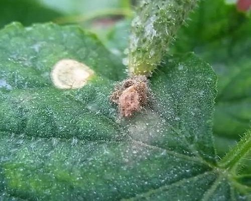 西瓜細(xì)菌性軟腐病,沖施肥生產(chǎn) 西瓜細(xì)菌性軟腐病,沖施肥生產(chǎn)