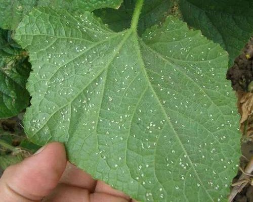 煙粉虱和 B型煙粉虱、Q型煙粉虱