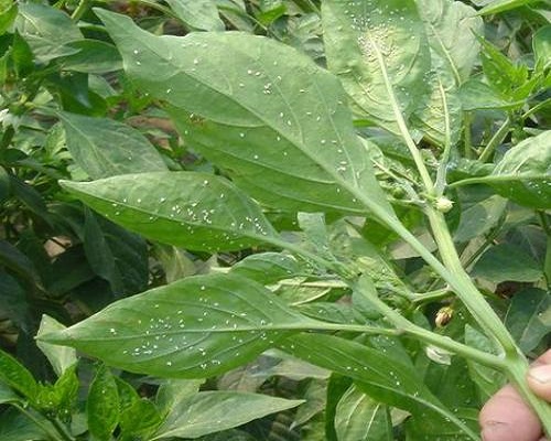 煙粉虱和 B型煙粉虱、Q型煙粉虱