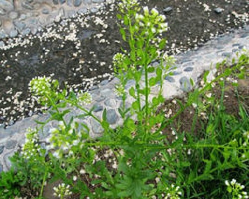 遏藍菜,氨基酸葉面肥 遏藍菜,氨基酸葉面肥