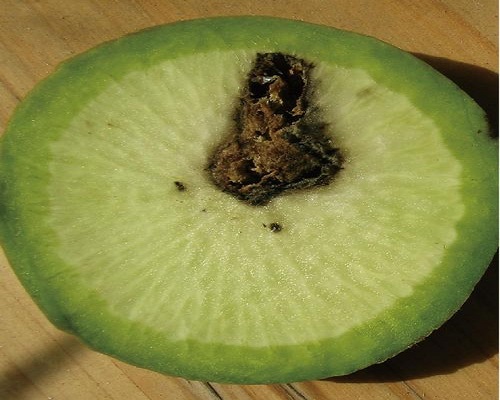 蘿卜黑心,國(guó)產(chǎn)最好的水溶肥牌子