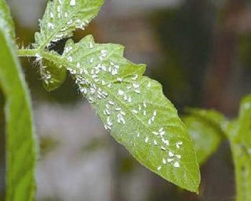溫室白粉虱,有機水溶肥