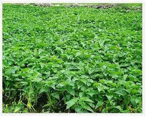 水雍菜,有機(jī)沖施肥