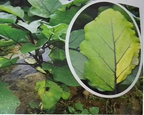 黃萎病,水溶肥的價格 黃萎病,水溶肥的價格