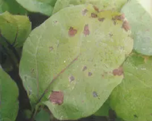 細(xì)菌性褐斑病,河南水溶肥批發(fā)廠家