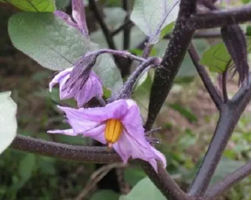 茄子畸形花,果樹(shù)葉面肥 茄子畸形花,果樹(shù)葉面肥