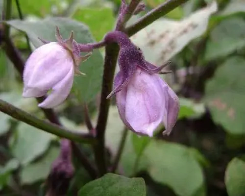 茄子落花,水溶肥生產廠家 茄子落花,水溶肥生產廠家