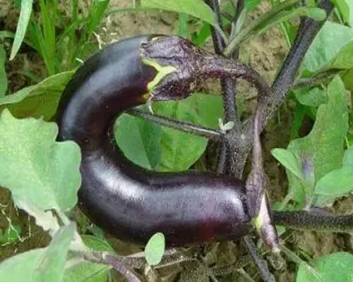 茄子僵果,進口水溶肥生產(chǎn)廠家