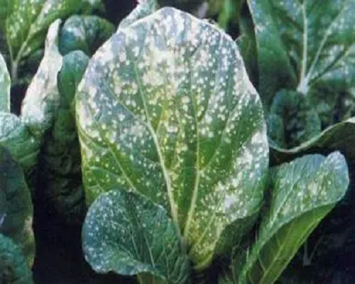 甘藍(lán)肥害,水溶肥批發(fā) 甘藍(lán)肥害,水溶肥批發(fā)