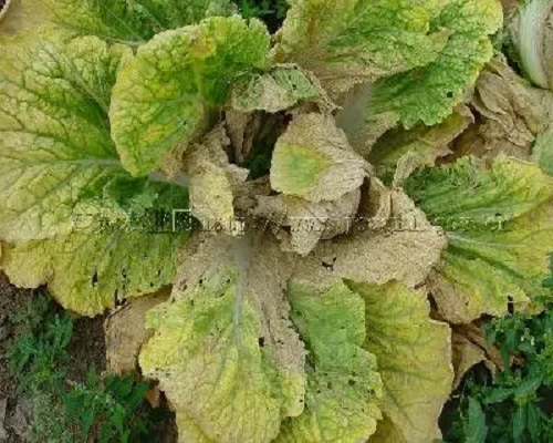 甘藍黃葉,大量元素水溶肥價格