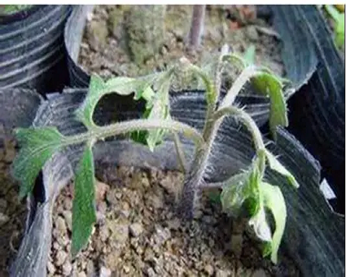 猝倒病,葉面肥噴施注意事項(xiàng) 猝倒病,葉面肥噴施注意事項(xiàng)